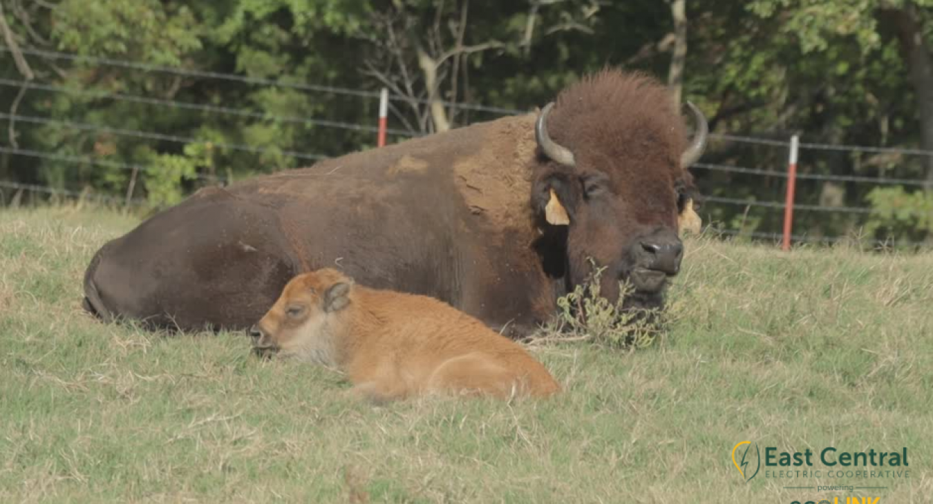 Empowering Communities: Four Generations of Co-op Membership